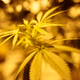 Illustration for article titled Scientists Had Volunteers Get High to See How CBD and THC Affect the Brain Differently
